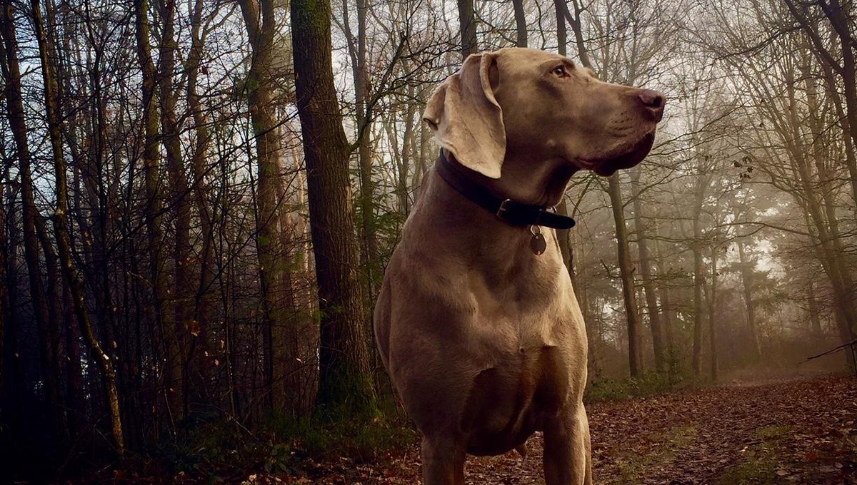 Weekendje weg met de hond op de Veluwe • Multiresource