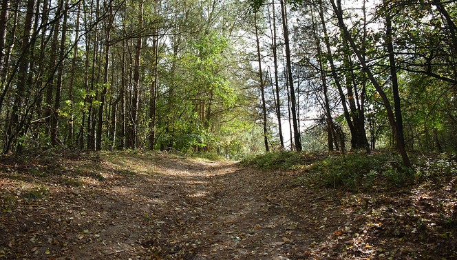 Veluwe walk